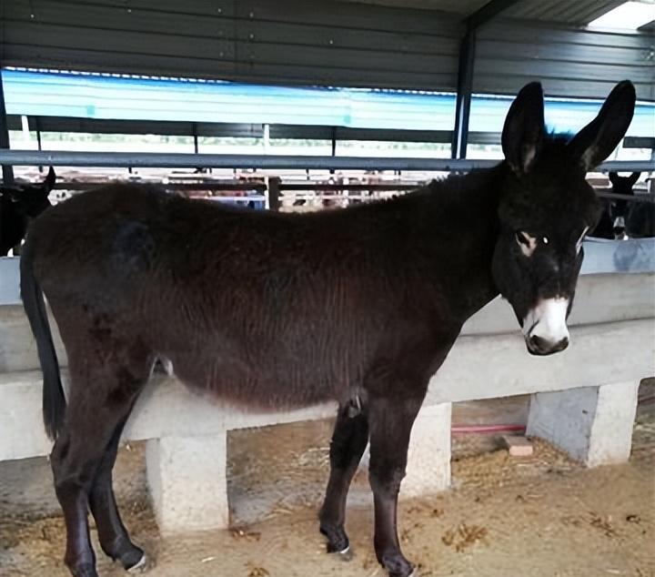 养三十头驴成本利润,养50头驴一年多少利润