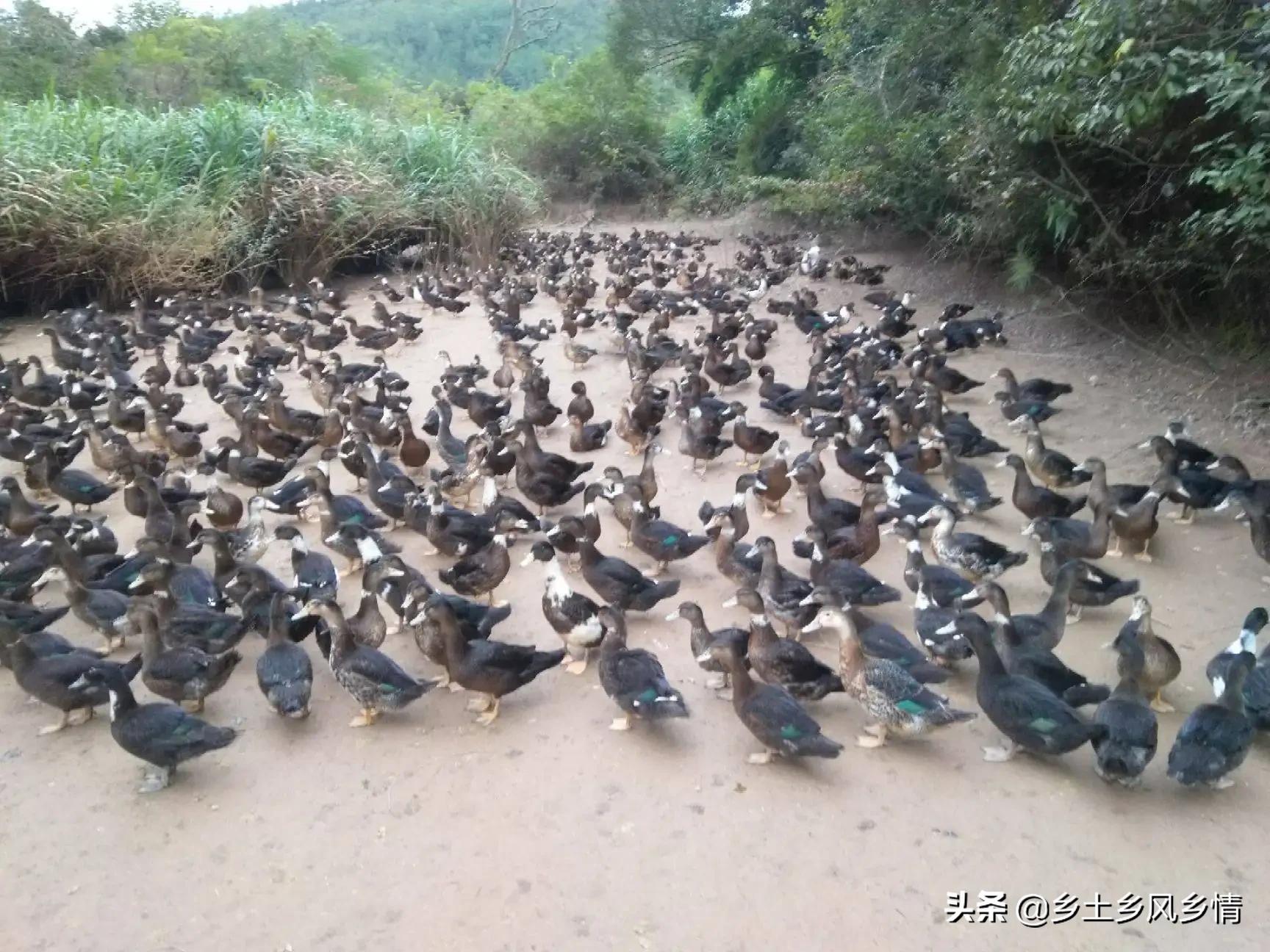 鸭养殖致富经,农村养殖鸭技术