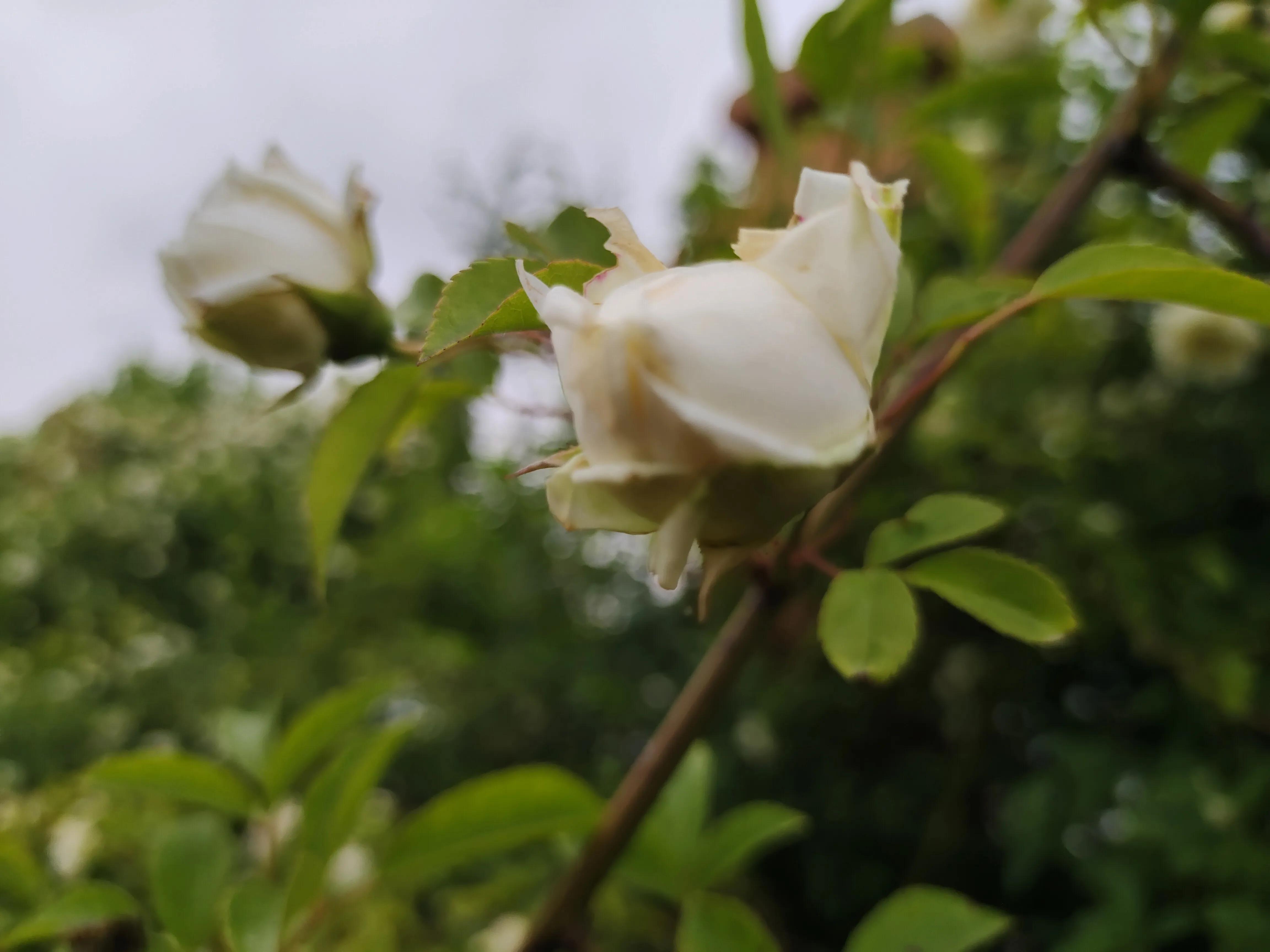乡村校长最新视频,一位追逐梦想的乡村小学校长