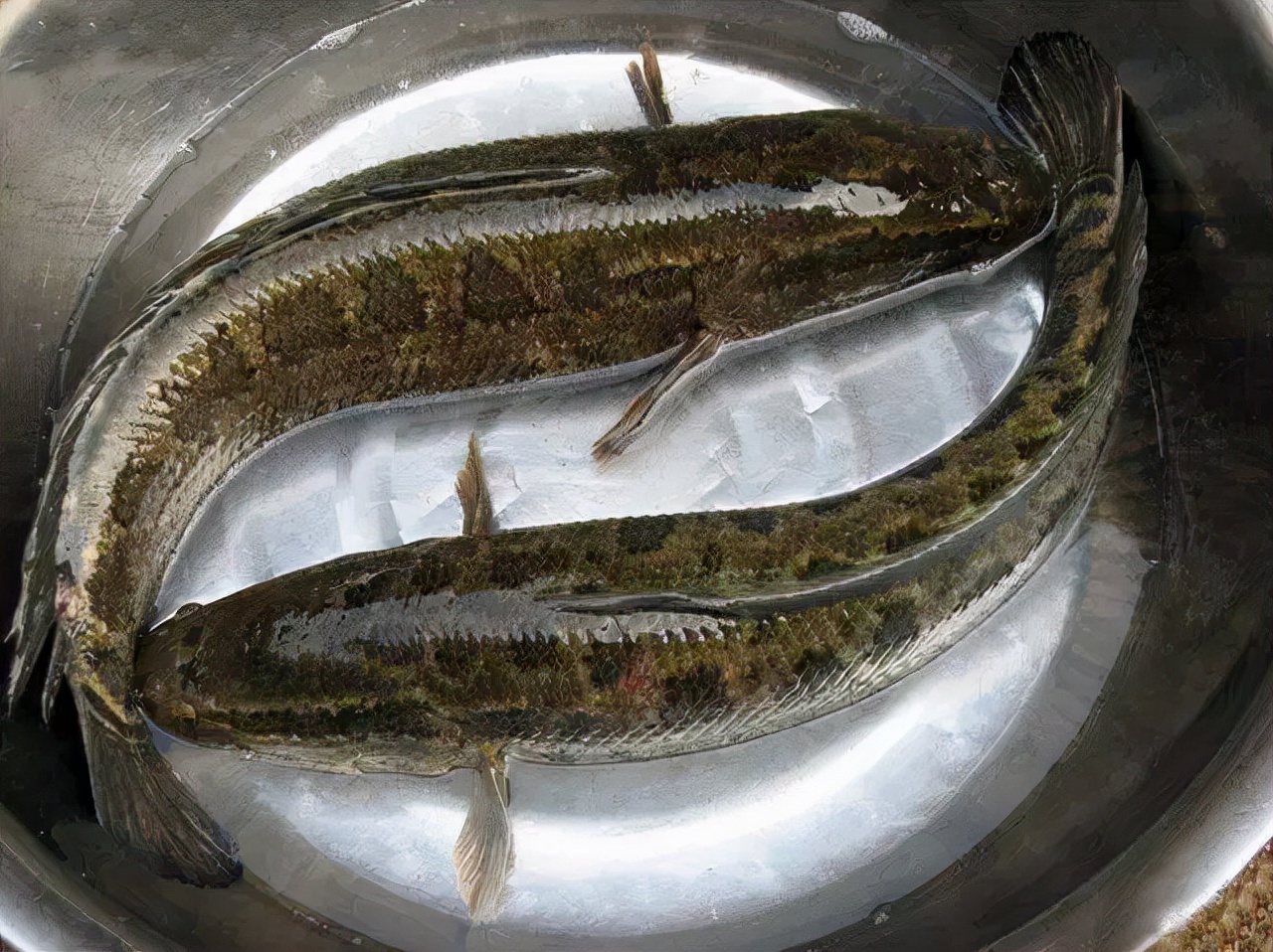 被“长相耽误”的一条鱼，别看长得丑，肉质鲜嫩刺还少，营养极高