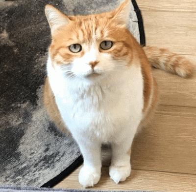 养橘猫千万别买木地板,新手养橘猫攻略幼猫