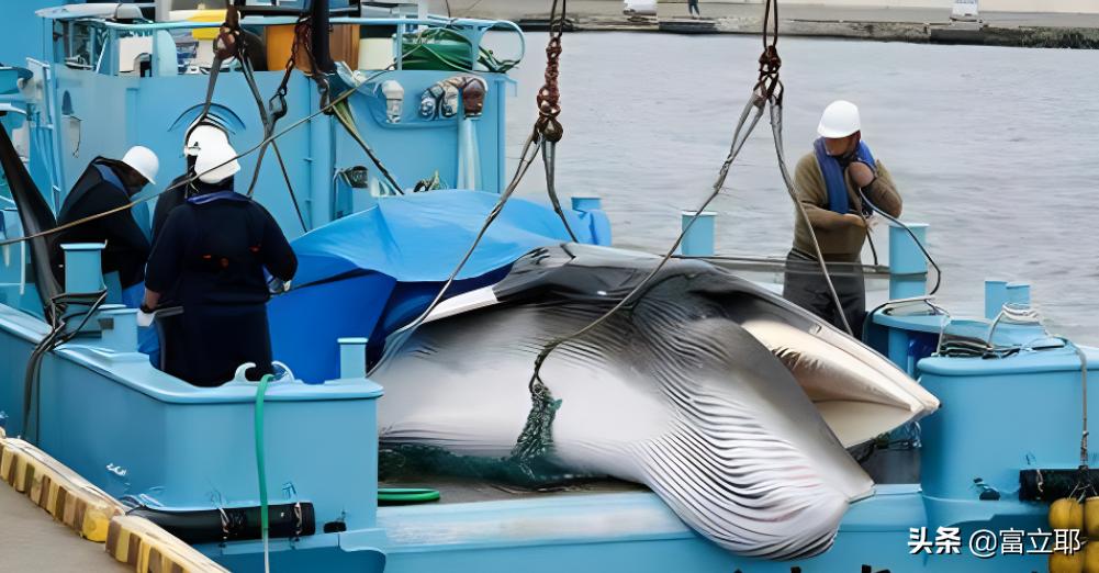 深海巨鲸有多可怕,蓝鲸10秒内就能吞下100吨的海水
