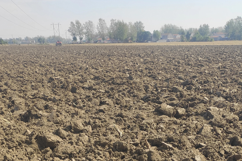 “小雪不分股，大雪不出土”，指啥意思？小雪节气还能种小麦吗？