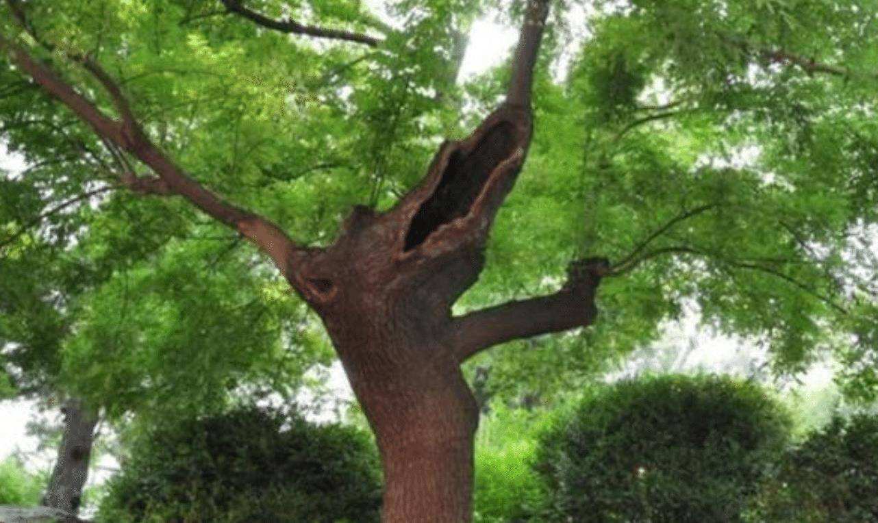 小伙用1200买烂树根,捡个树根做根雕