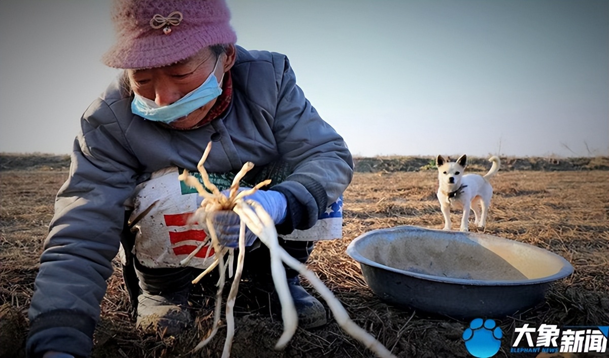 洛阳银条的做法大全,河南洛阳特别美食