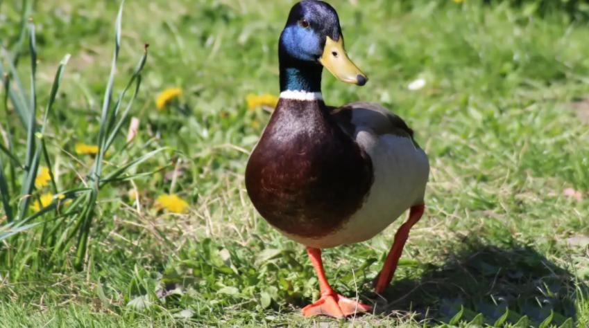 蛋鸭春季掉大毛怎么补救,种鸭产蛋下降原因