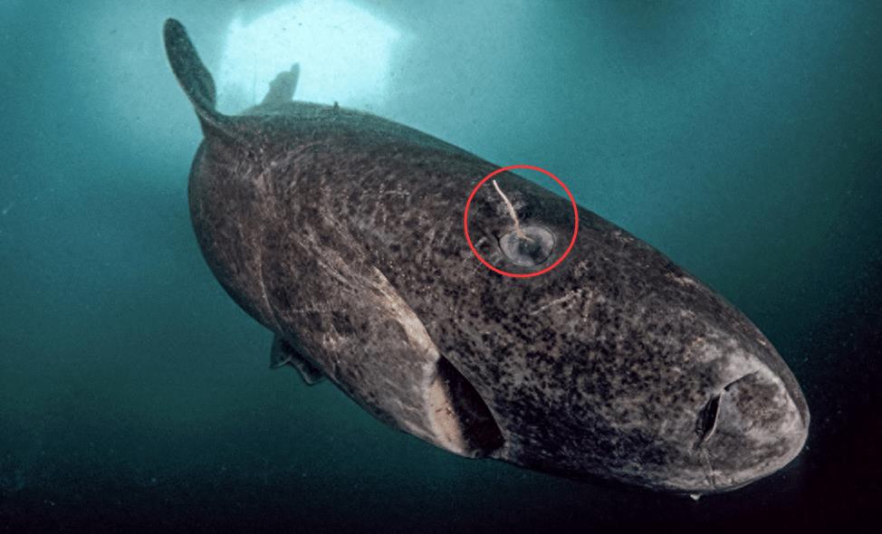 600多岁的格陵兰睡鲨,格陵兰睡鲨游动视频
