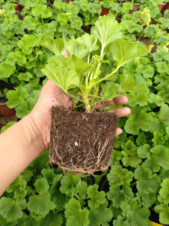 驱蚊虫重瓣大花天竺葵盆栽,天竺葵驱蚊虫吗