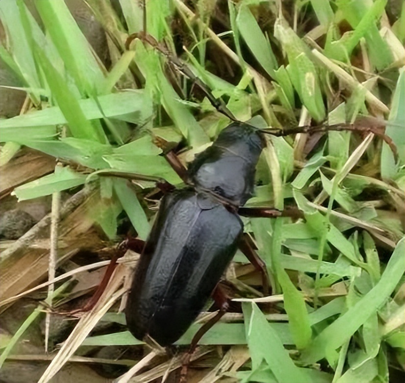 丛林探险美食大全,真正的丛林美食有哪些