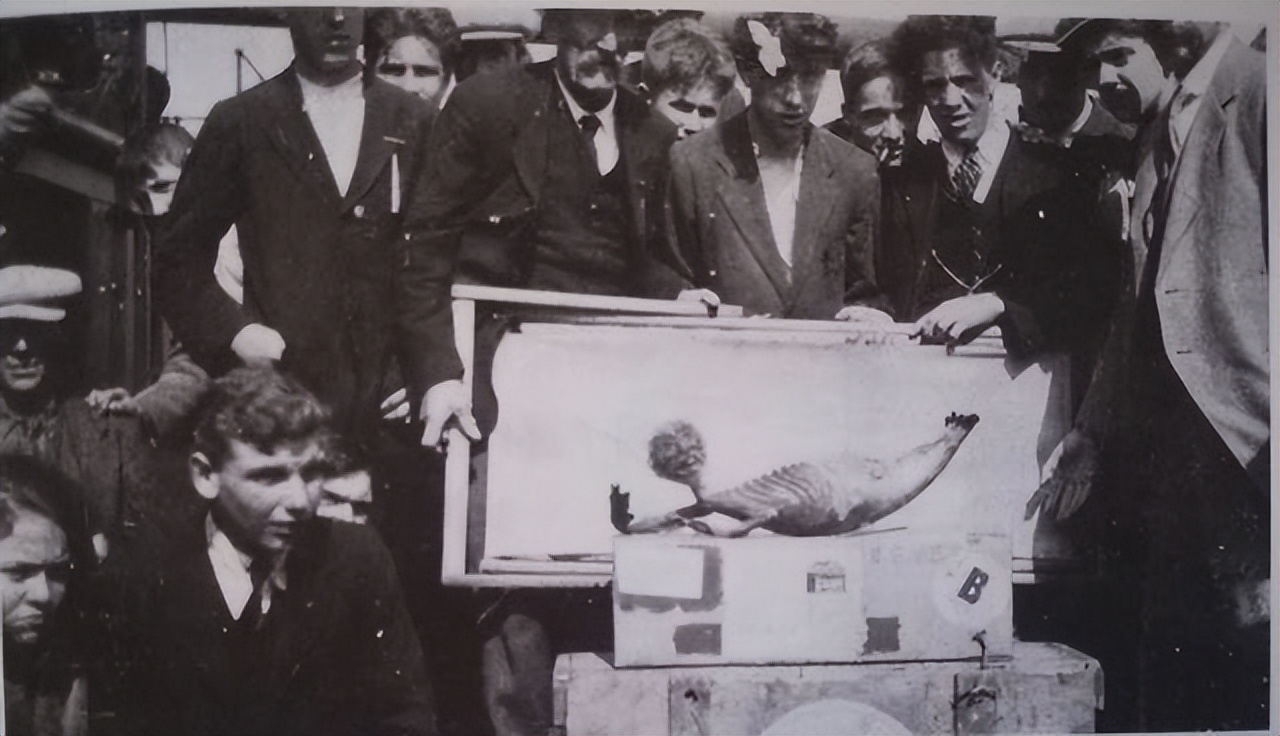 日本珍藏人鱼标本,日本美人鱼标本