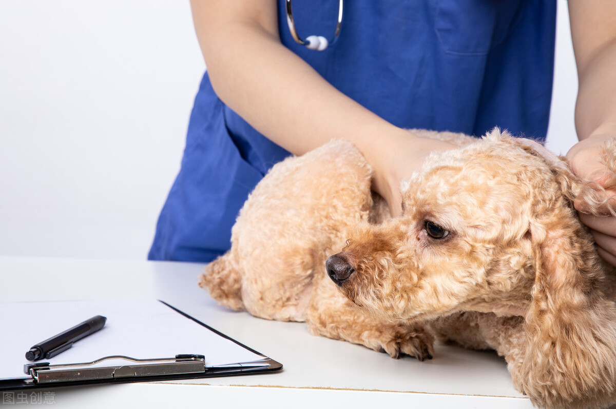 泰迪狗身上起癣怎么回事,狗癣传染人用什么药