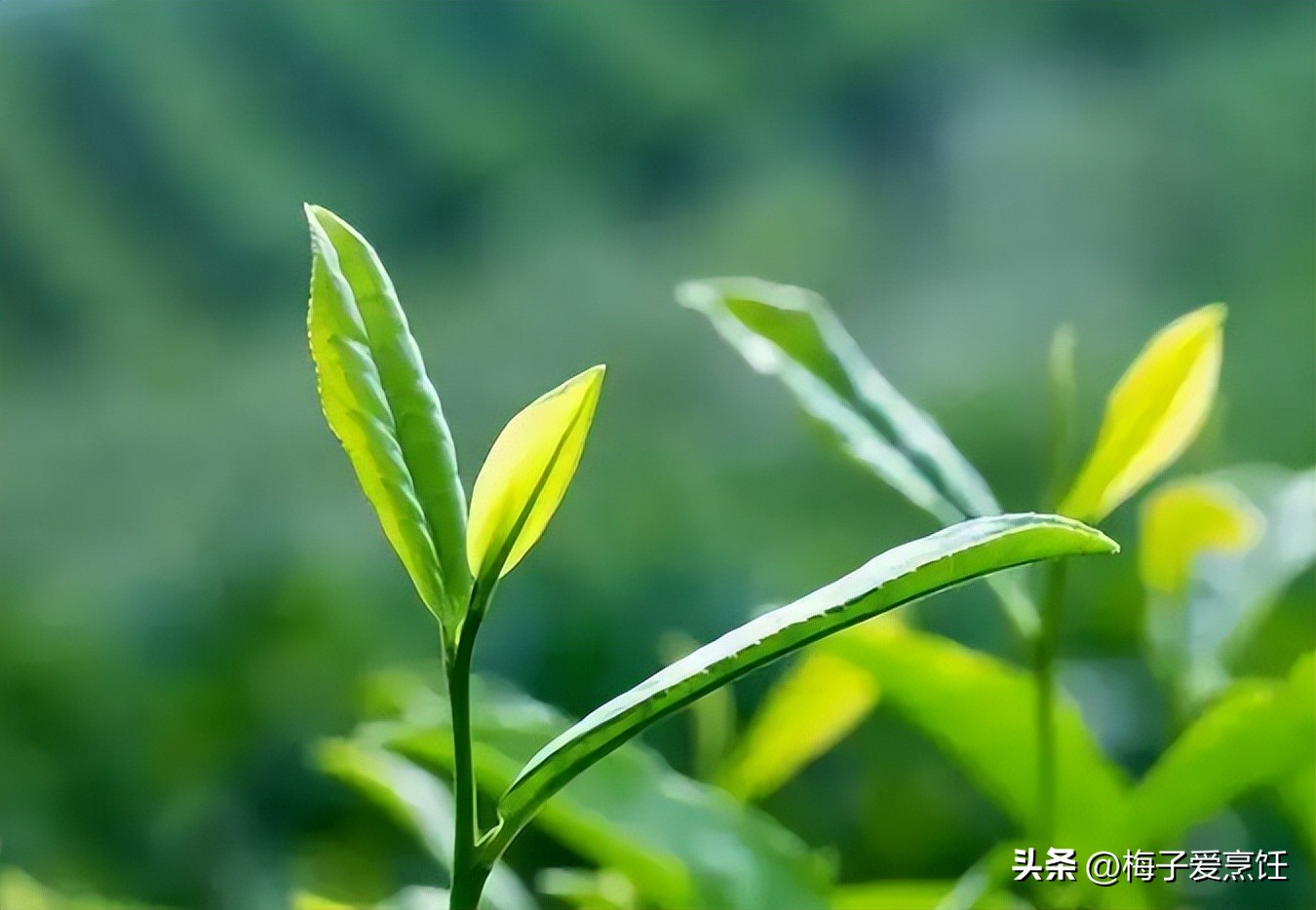 泡茶为什么要自己倒两杯,泡茶时怎样才能泡好一杯茶
