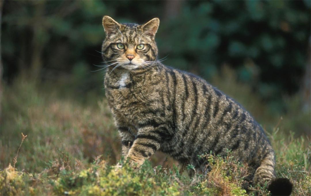 母猫交配完成后，满地打滚，甚至攻击公猫，为何“完事”就不认猫