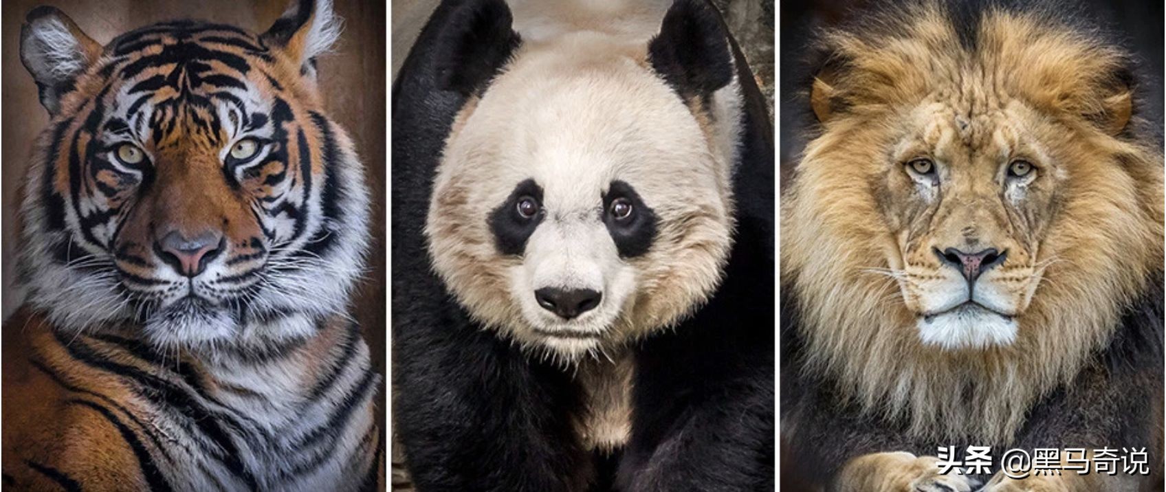 大熊猫和狮子老虎谁厉害,为什么狮子老虎不敢攻击大熊猫