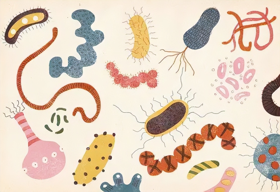 女性益生菌和肠胃益生菌一起服用,益生菌和妇科抑菌片一样吗