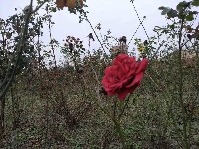 画与景,幼儿长卷画景