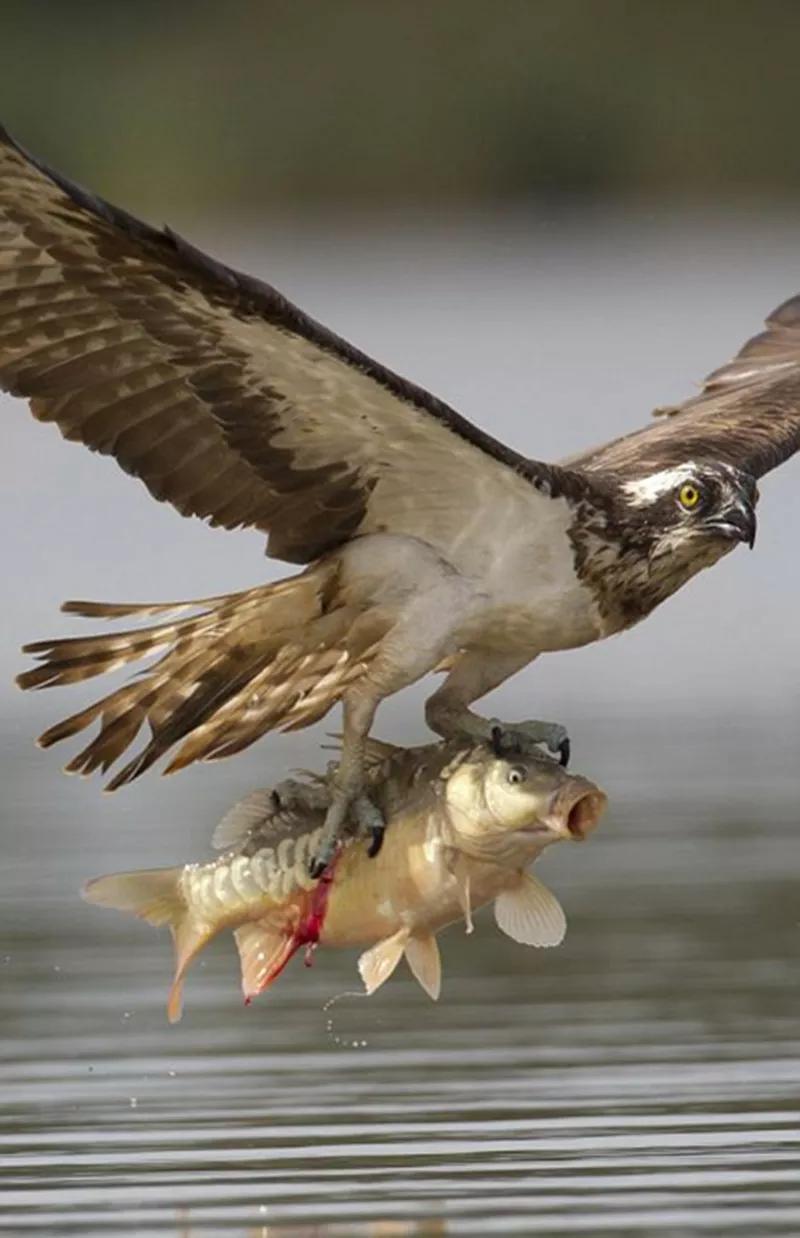 罕见绝美的小动物图片,罕见的动物有趣照片难得一见