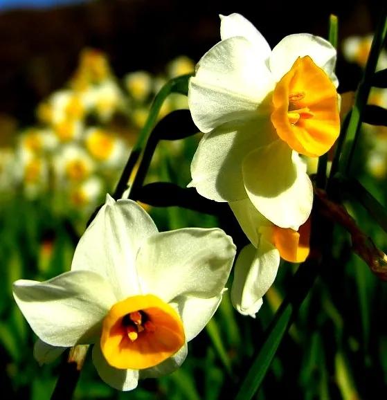 古诗词中的水仙花：飘零尘俗客再见水仙花