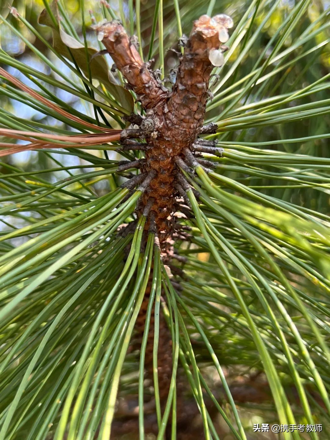 茂盛开花的马尾松,植物专栏蓝花草