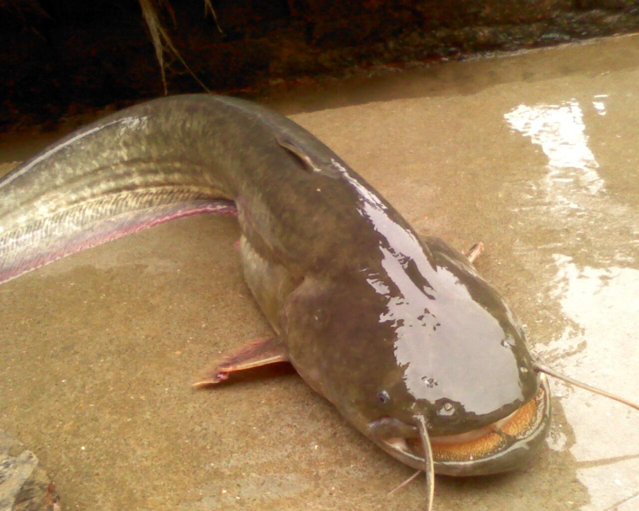 鲍鱼中常见的寄生虫,鲍鱼饲料有毒吗