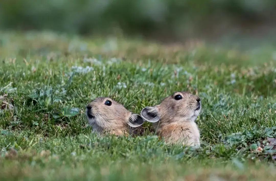 罕见奇怪的动物之伊犁鼠兔,伊犁鼠兔有多稀少