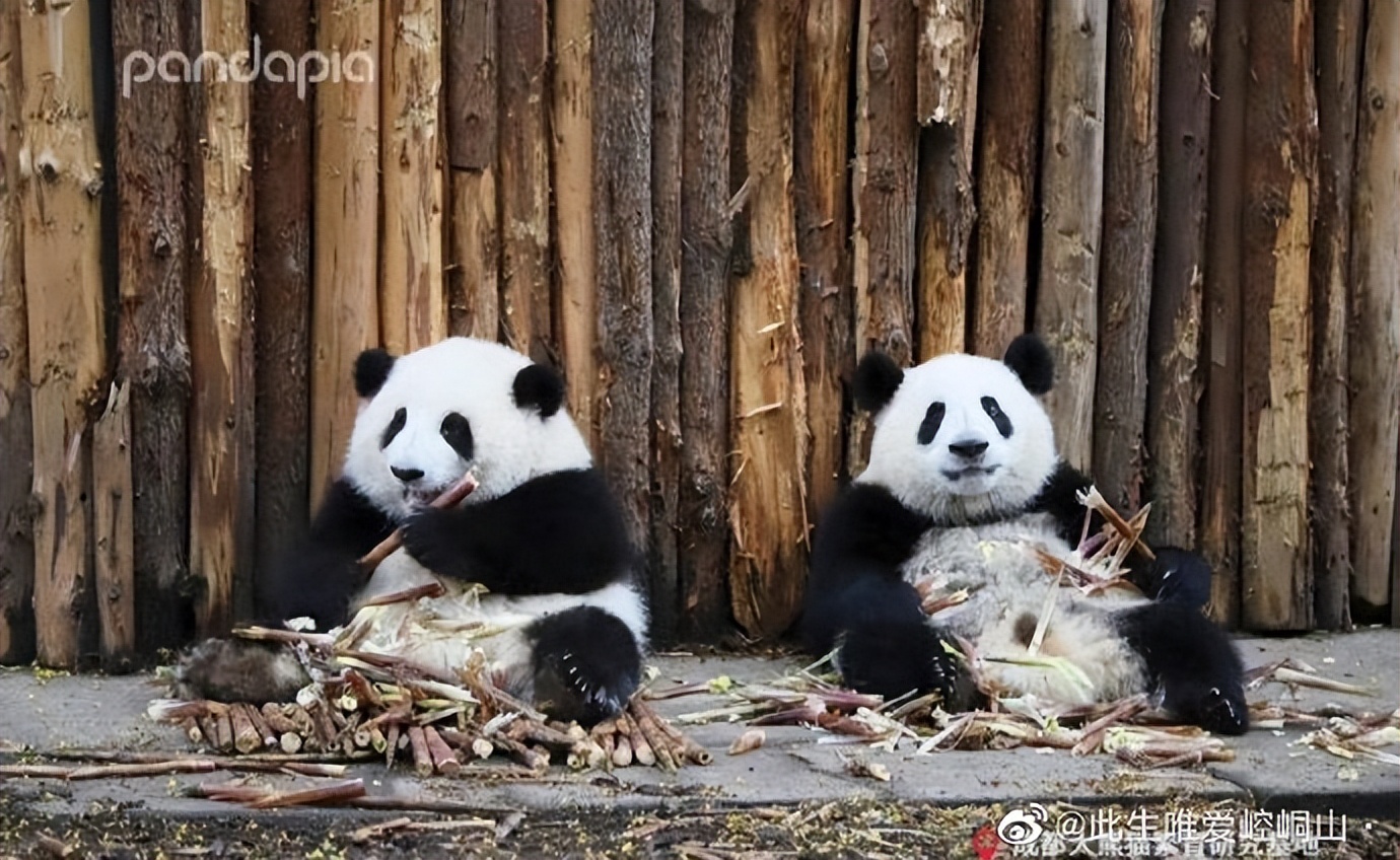 花花：接住谭爷爷给的小苹果，仿佛接住了整个世界。
