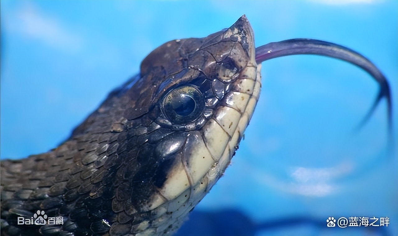 盘点世界上最忠诚的五种蛇,全球十大最为独特的蛇