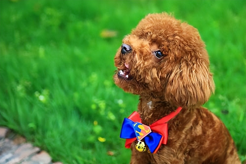 我的狗狗死了怎么度过这段时间,我的小狗生病了却丢了我该怎么办