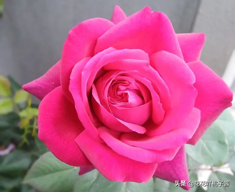 耐阴的月季花品种推荐,抗晒花不散的四季开花月季