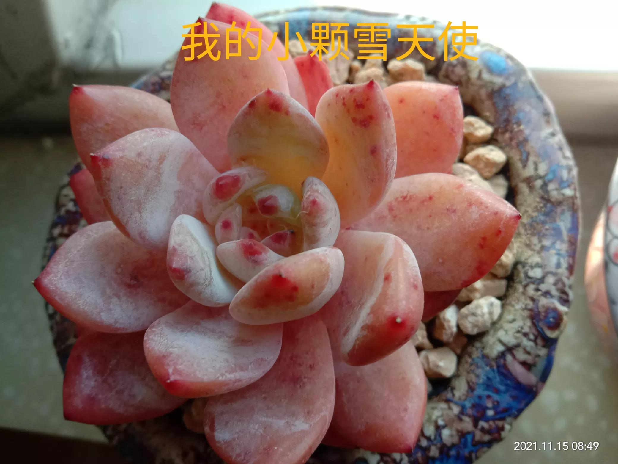 多肉雪天使开花,多肉雪天使养护方法