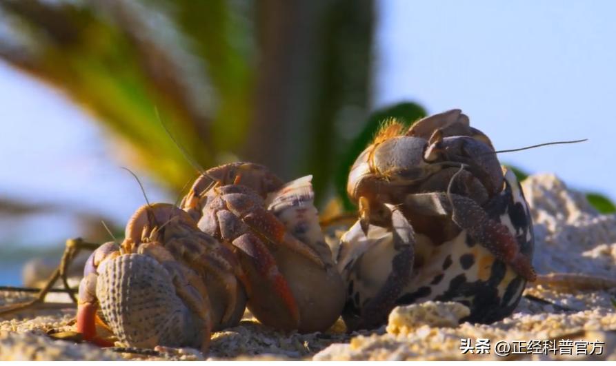 自然界中逆天的动物,大自然中智商高的动物