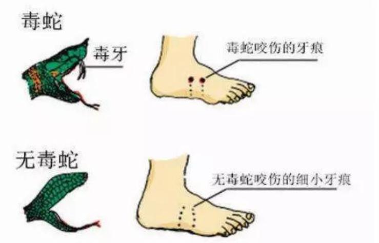 在野外遇到猛兽该怎么自救沙雕,教你在野外遇到鳄鱼怎么应对