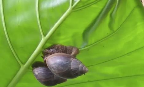 广西多地出现非洲大蜗牛，印度把它当美味，可能引发脑膜炎风险