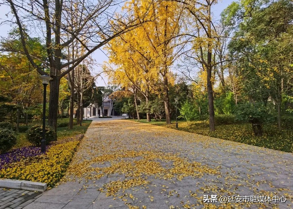 陕西宾馆迎来最佳观花赏景季节,陕西宾馆内景色