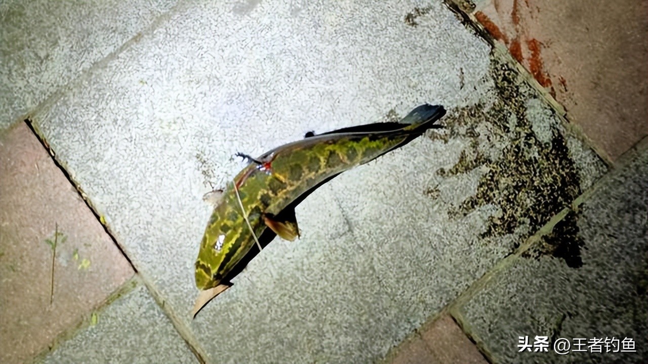 男子炫耀钓甲鱼下一秒遭报复,男子炫耀钓甲鱼下一秒就被报复