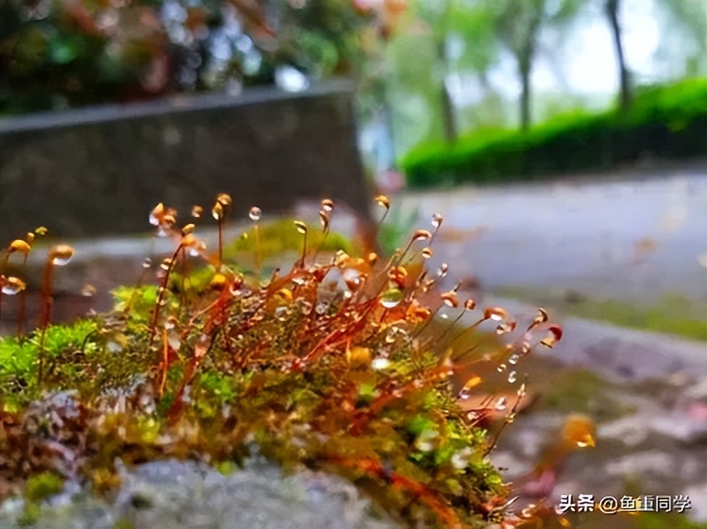今年闰三月清明节可以扫墓吗,清明节哪六种人不适合上坟扫墓
