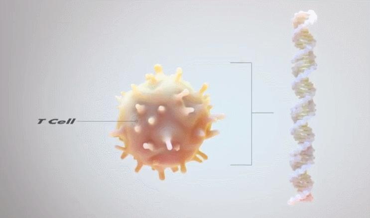 免疫细胞实体瘤成功案例,全球免疫细胞治疗实体瘤发展现状