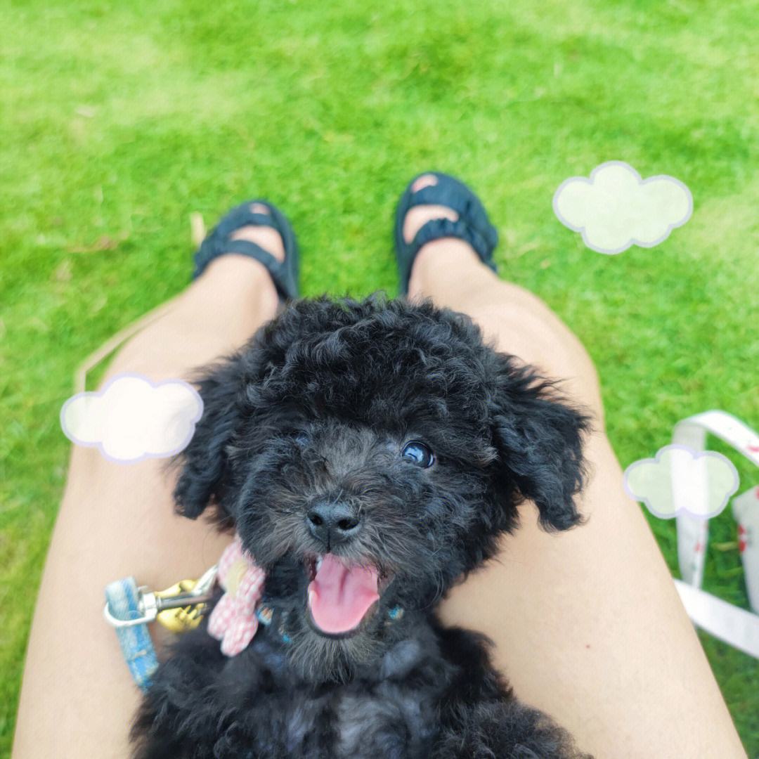 泰迪不建议养的原因,泰迪皮肤有黑色斑点什么原因