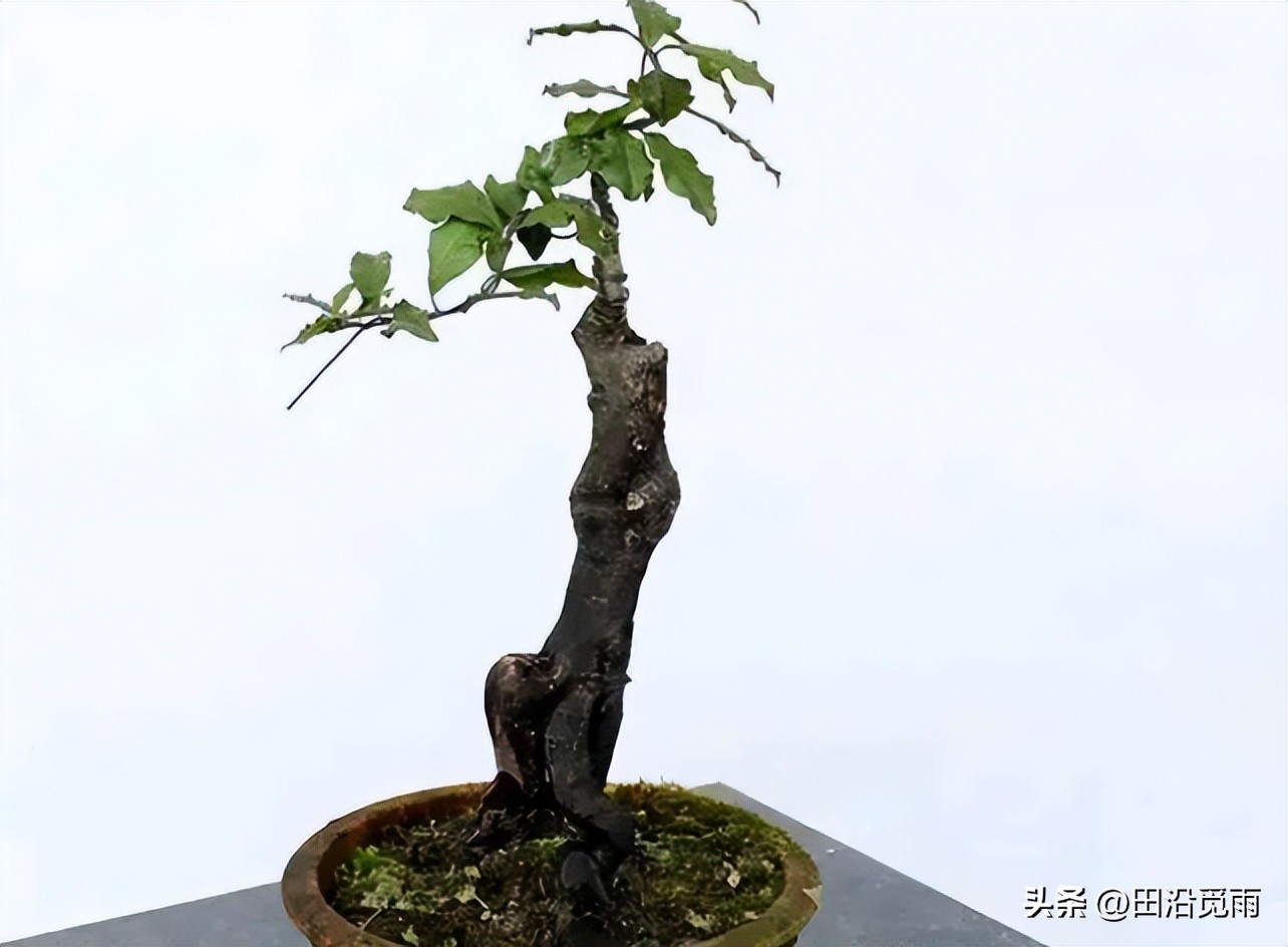 刚挖的盆景树怎么修剪,刚挖出来的盆景养护方法