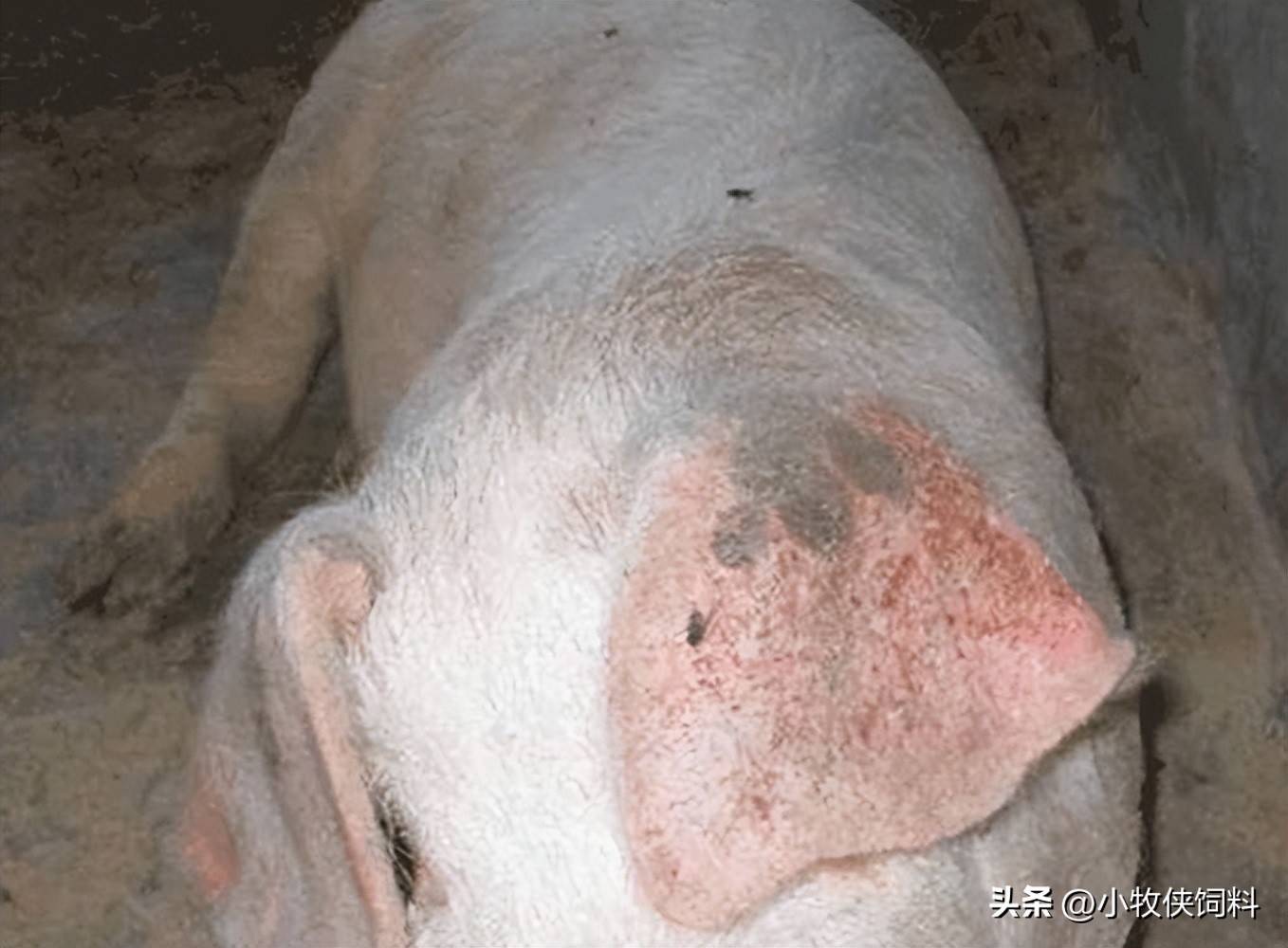 猪霉菌毒素中毒怎么治疗效果最好,猪霉菌毒素中毒的症状及治疗措施