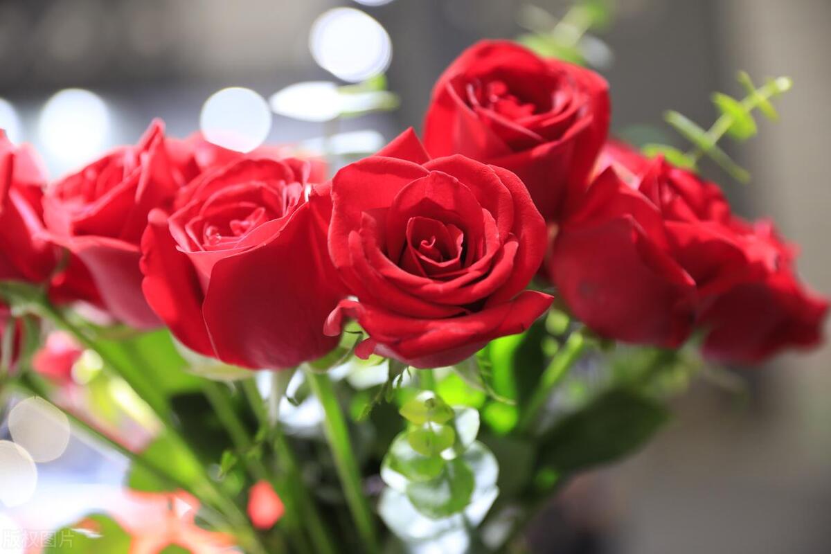 为什么喜欢用玫瑰象征爱情,玫瑰花为什么能成为爱情的代表物