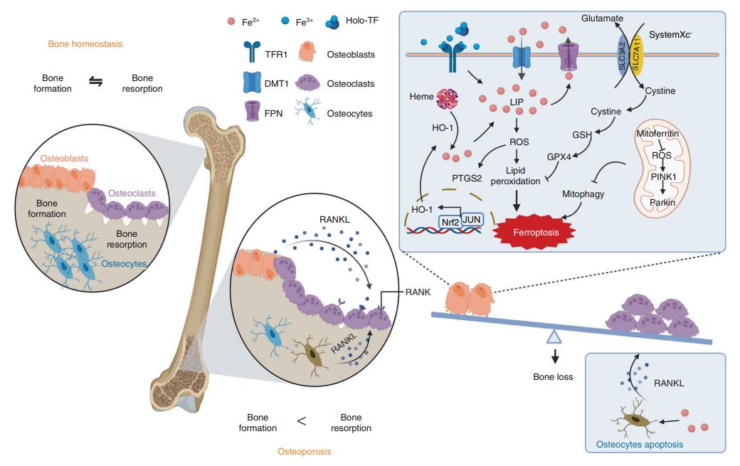 探讨胶原蛋白II在软骨中表达，对于去除节弦中异位变化