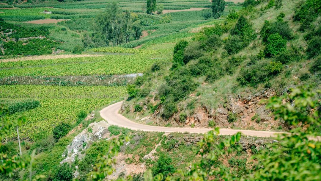 云南红河富民石榴,云南红河薄皮石榴