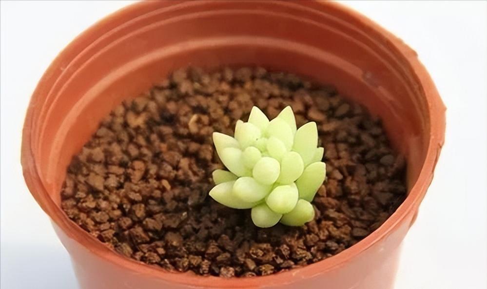 多肉叶插苗和多肉都可以用的肥料,多肉叶插之后怎么养护