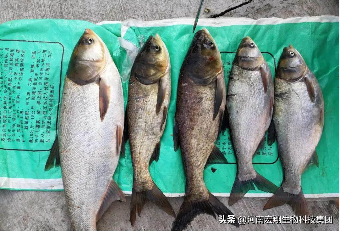 大水面养殖花白鲢如何增产贴秋膘,水库养殖花白鲢如何降低鱼苗成本