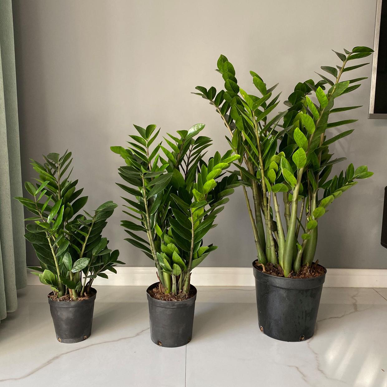 家里光线差就养这几种花,什么花散射光就可以养好