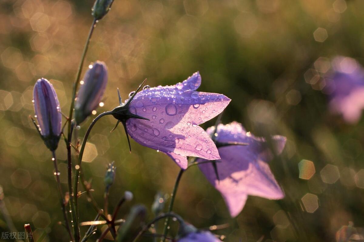 拍摄技巧如何拍摄好看的花卉照片,拍摄花卉技巧大全图片