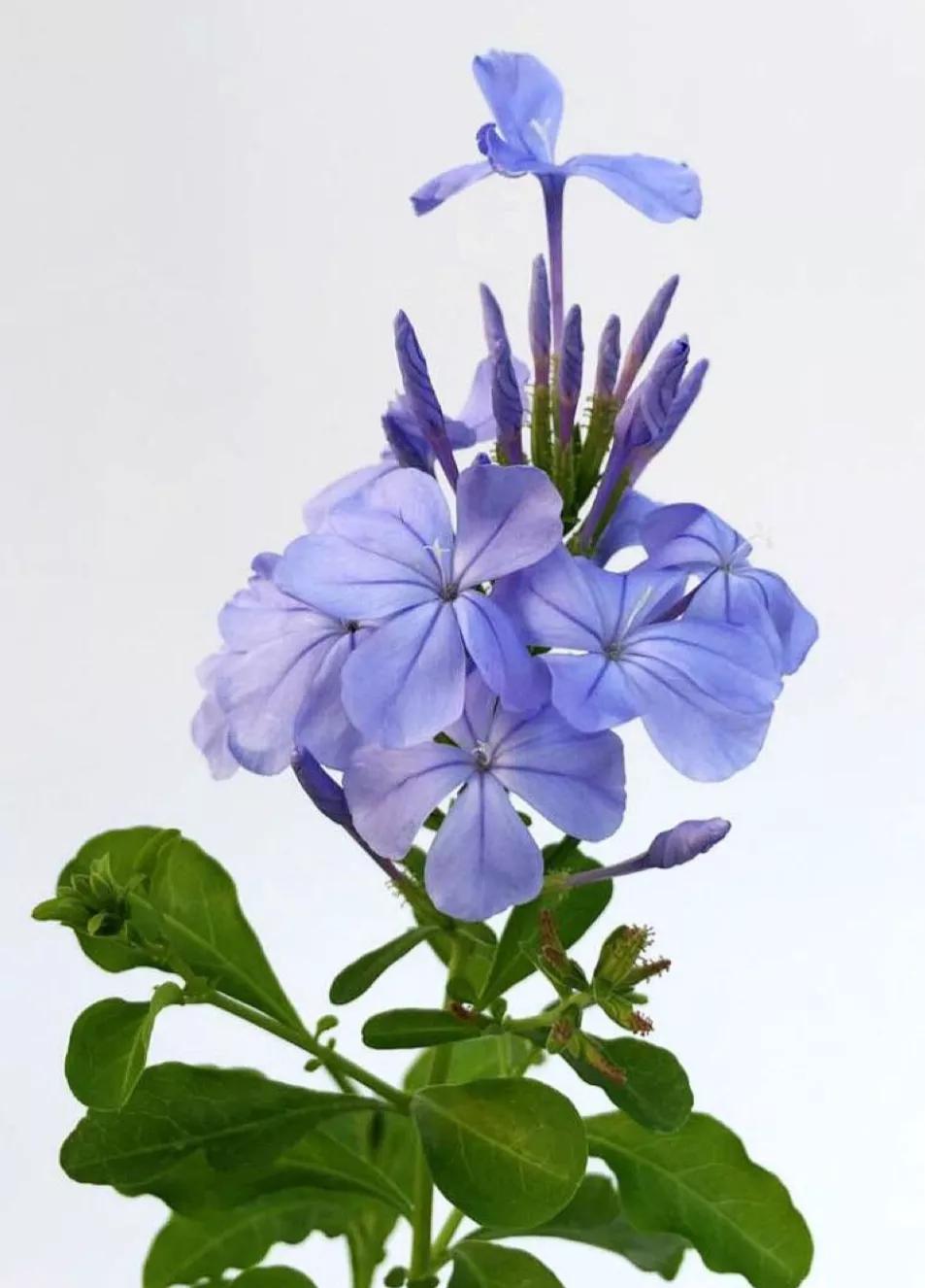 生长在衣服上的雪花,生长在热带草原的植物