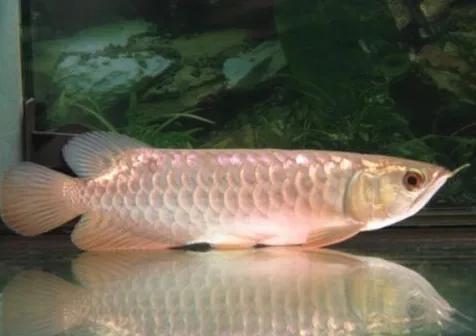 如何提高龙鱼生长速度,龙鱼如何提升金质