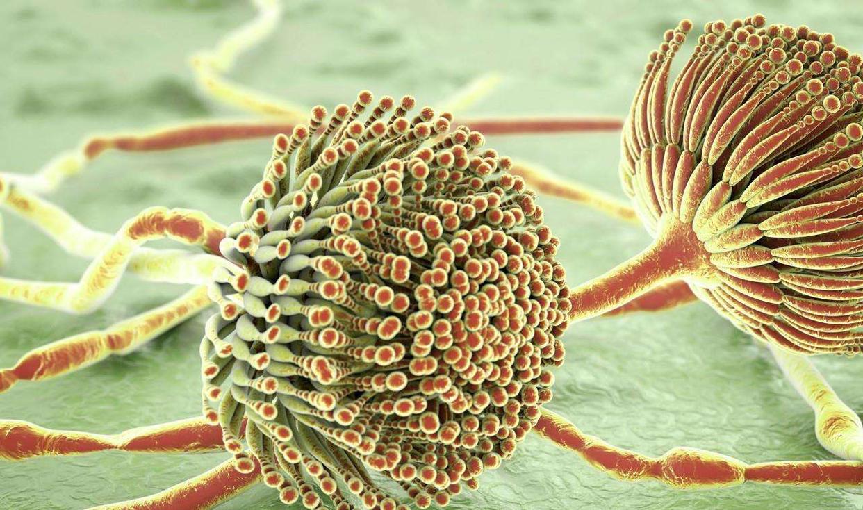 馒头冻冰箱会产生黄曲霉素吗,冰箱冷冻的馒头会产生黄曲霉素吗